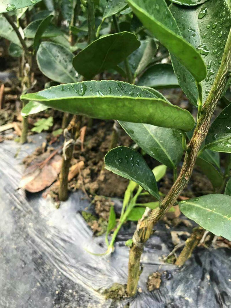 柚子苗泰国红宝石青柚苗越南青柚苗果苗嫁接苗品种纯正包邮