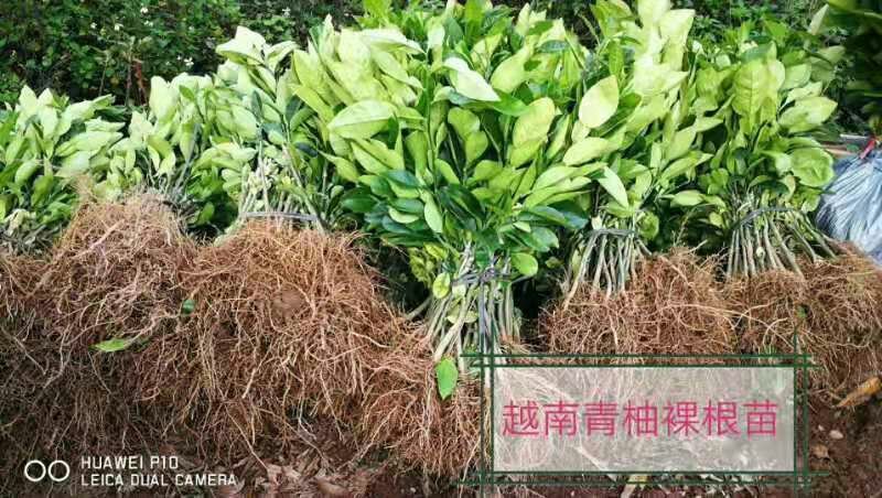 柚子苗泰国红宝石青柚苗越南青柚苗果苗嫁接苗品种纯正包邮