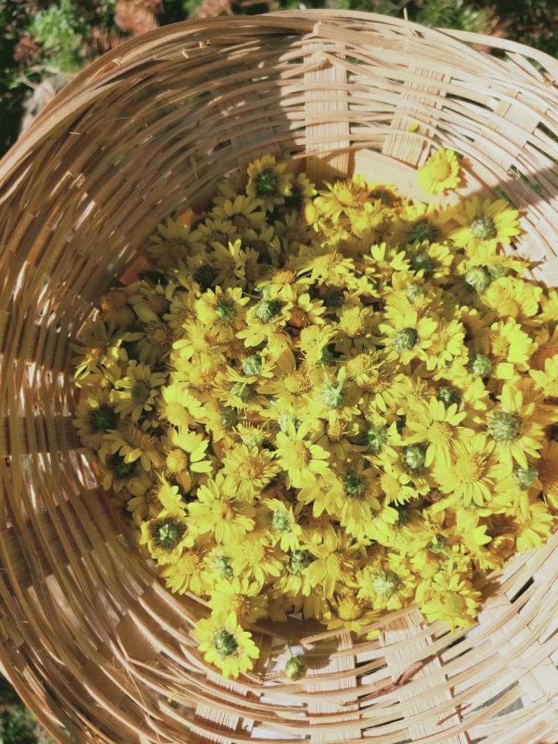 野菊花
