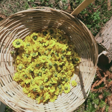 野菊花