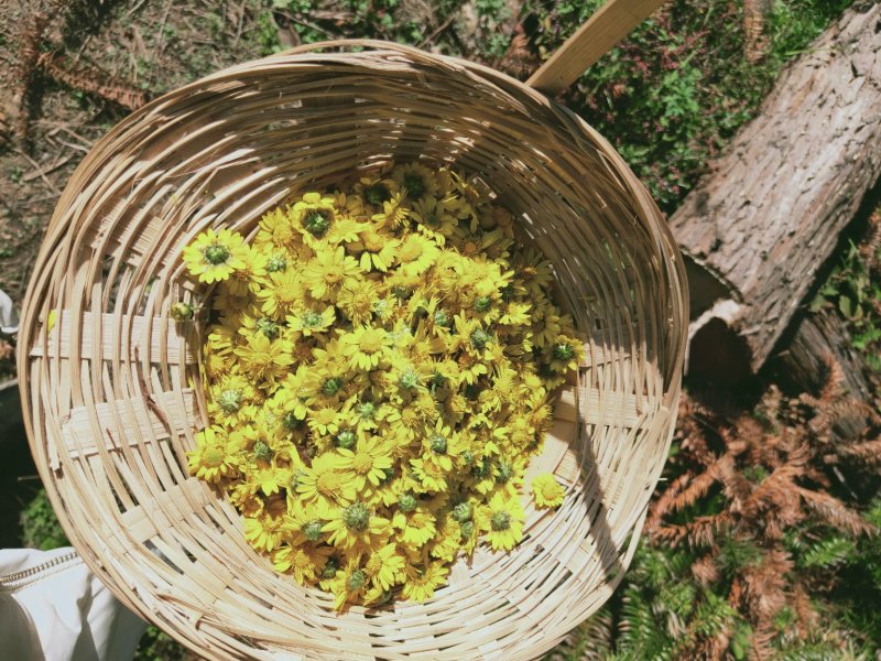 野菊花
