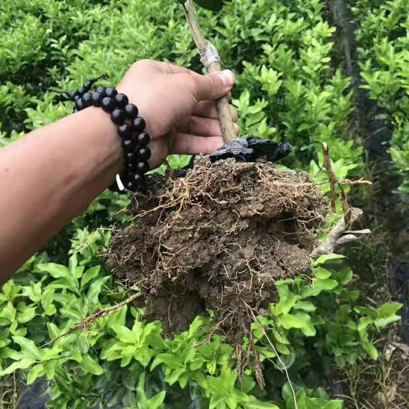 柑橘苗皇帝柑苗血橙苗脐橙苗红光橙苗沃柑苗果苗包邮