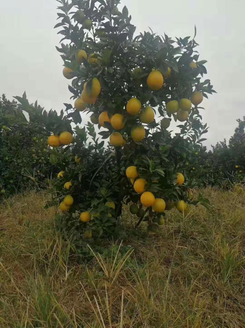 柑橘苗皇帝柑苗血橙苗脐橙苗红光橙苗沃柑苗果苗包邮