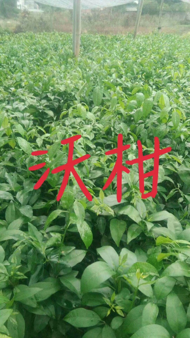 柑橘苗皇帝柑苗血橙苗脐橙苗红光橙苗沃柑苗果苗包邮