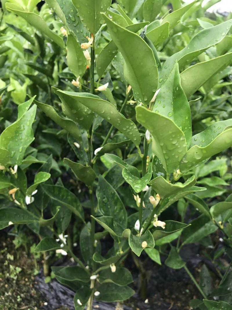 柑橘苗皇帝柑苗血橙苗脐橙苗红光橙苗沃柑苗果苗包邮