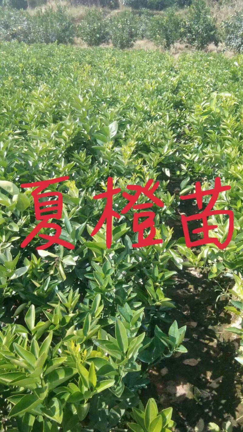 柑橘苗皇帝柑苗血橙苗脐橙苗红光橙苗沃柑苗果苗包邮