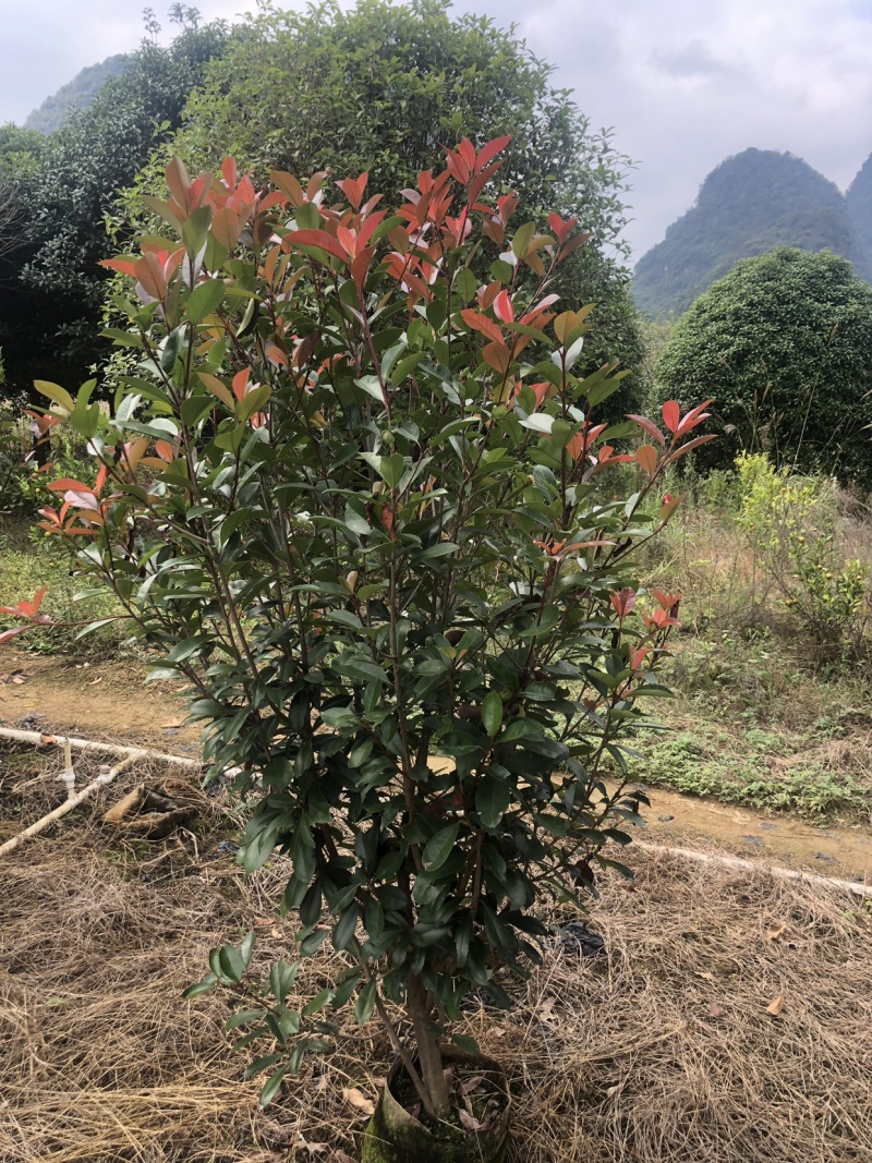 红叶石楠球，红叶石楠篱笆苗袋苗