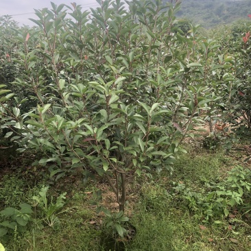 红叶石楠球，红叶石楠篱笆苗袋苗