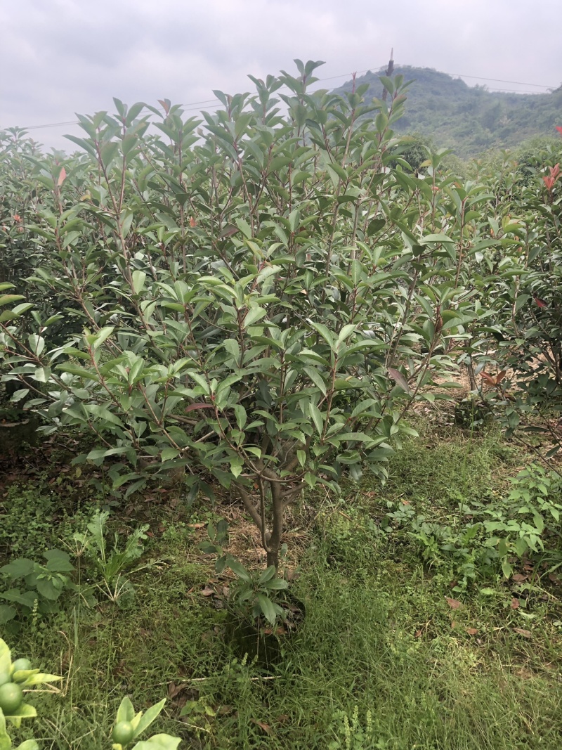 红叶石楠球，红叶石楠篱笆苗袋苗