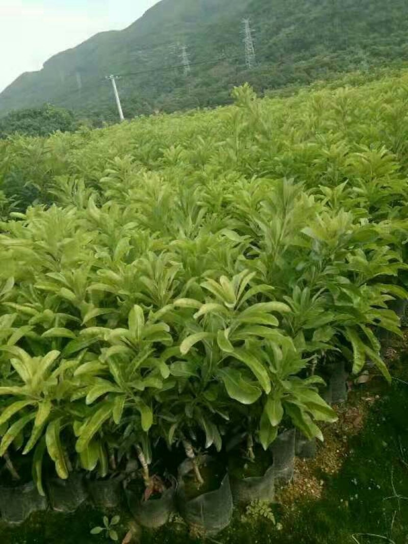杨梅苗东魁杨梅苗六月红杨梅苗果苗带营养杯发货包品种包邮