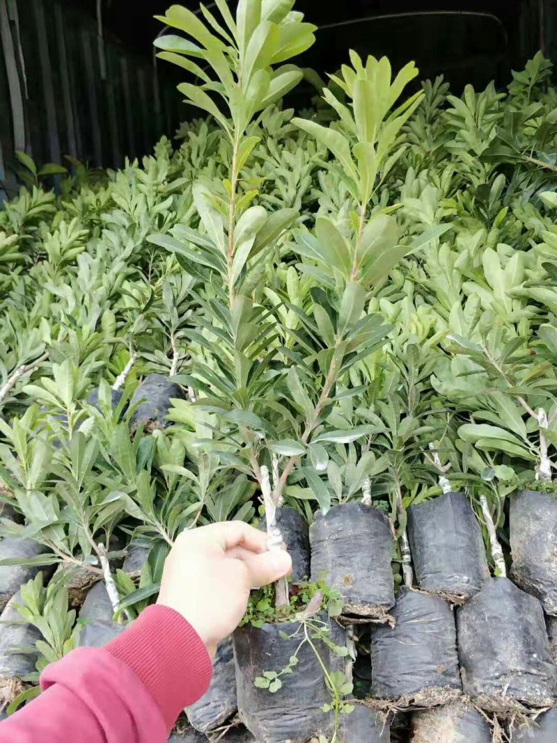 杨梅苗东魁杨梅苗六月红杨梅苗果苗带营养杯发货包品种包邮