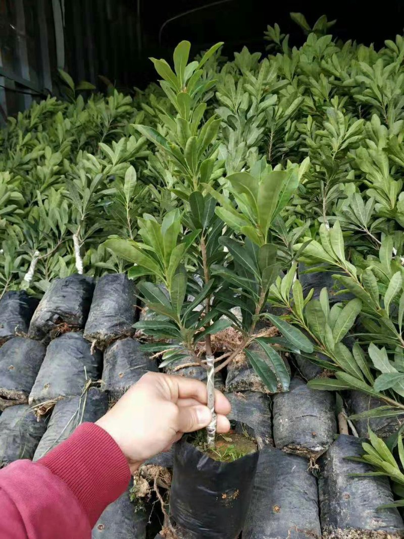 杨梅苗东魁杨梅苗六月红杨梅苗果苗带营养杯发货包品种包邮