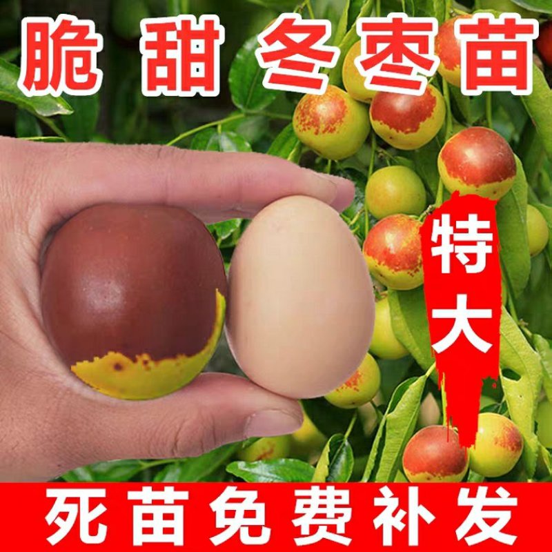 冬枣树苗，脆甜可口，甜度高，免费后期指导包品种
