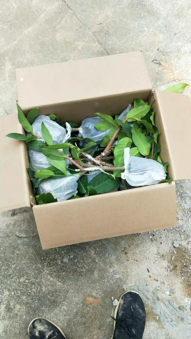 黑糖芭比莲雾苗