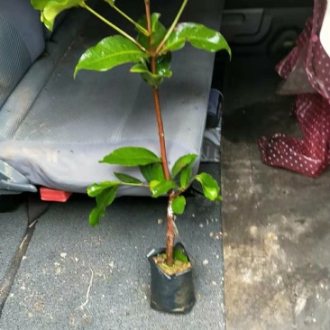 黑糖芭比莲雾苗