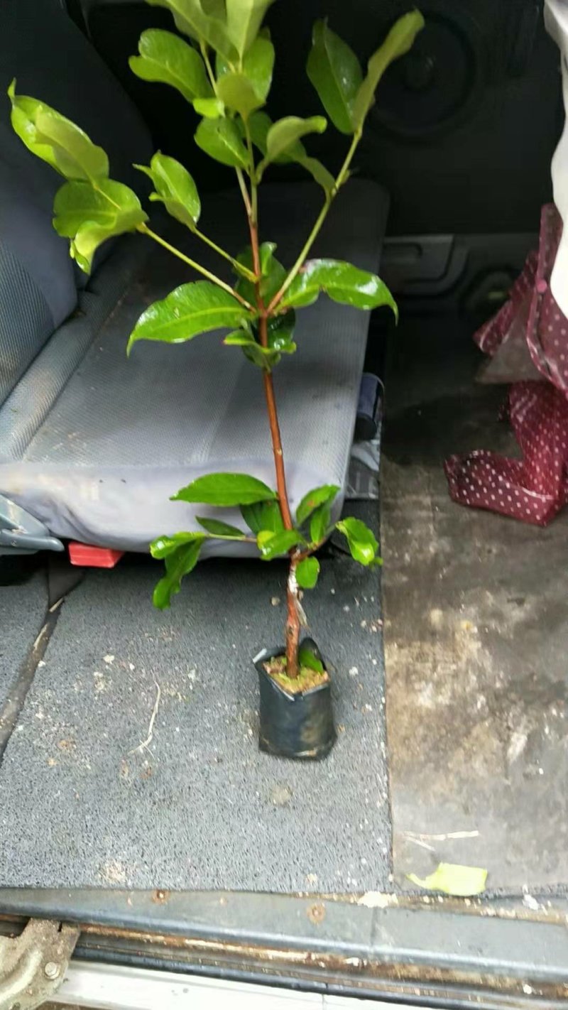 黑糖芭比莲雾苗
