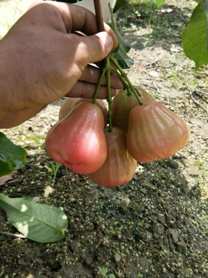 黑糖芭比莲雾苗