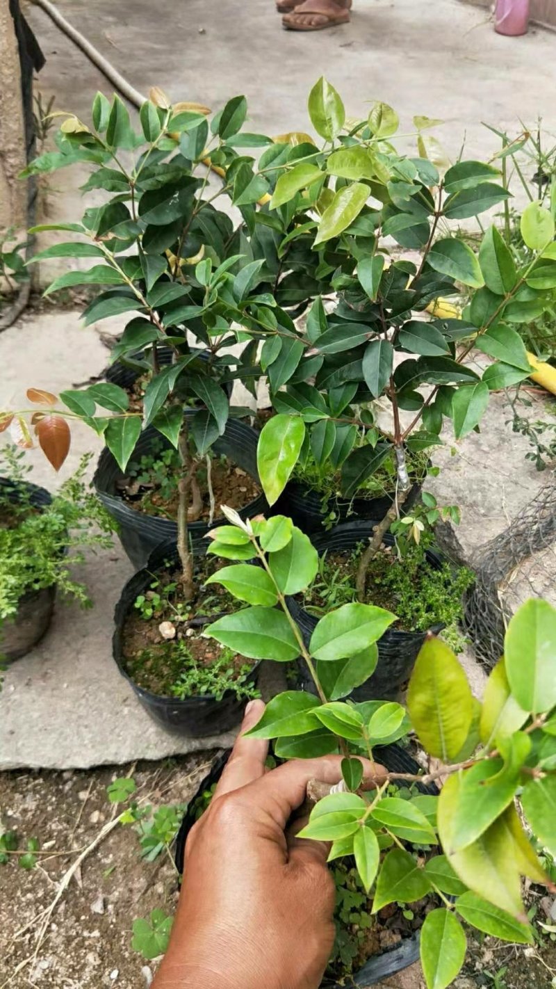 艾斯卡嫁接苗嘉宝果苗
