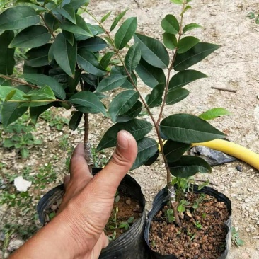艾斯卡嫁接苗嘉宝果苗