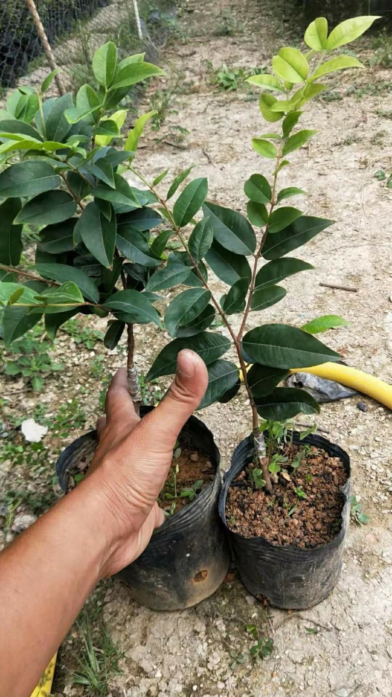 艾斯卡嫁接苗嘉宝果苗