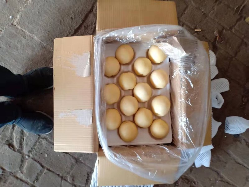 河北精品48皇冠梨脆甜大过手收购货