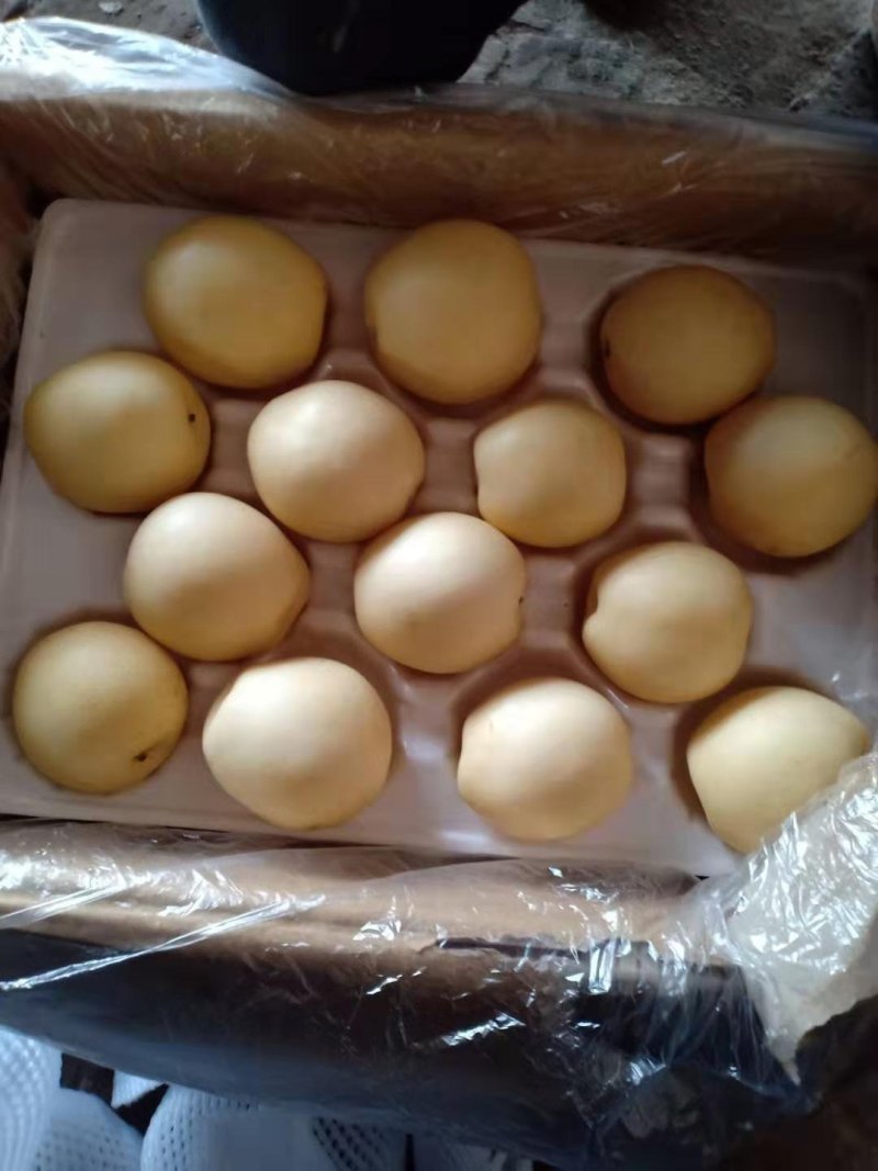 河北精品48皇冠梨脆甜大过手收购货