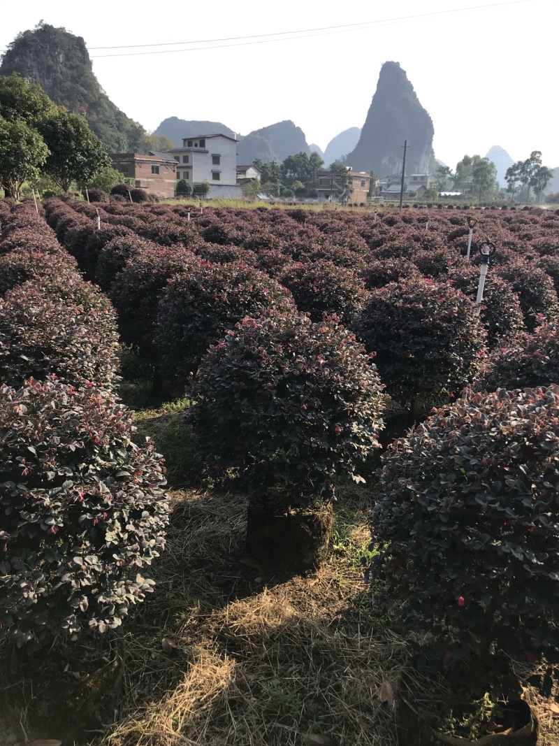 红继木球袋苗，大量供应各种规格