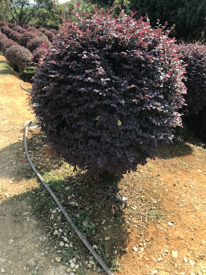 红继木球袋苗，大量供应各种规格