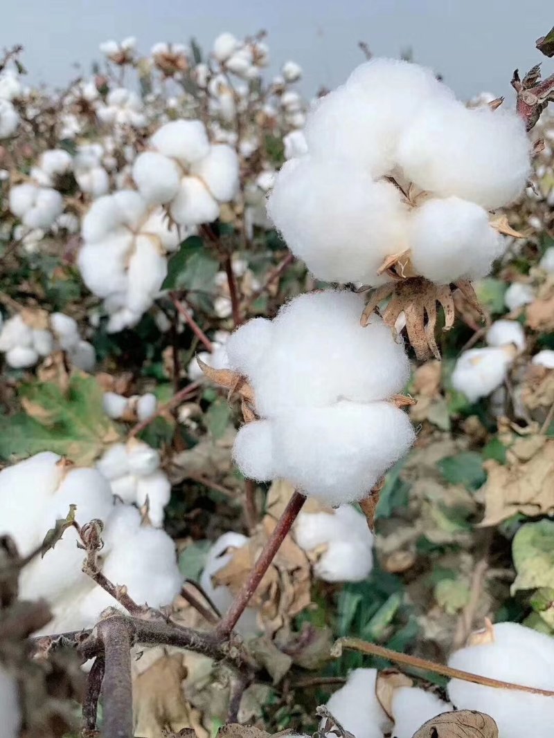 新疆长绒棉花，成品皮棉，阿克苏农一师兵团种植，棉被3斤起