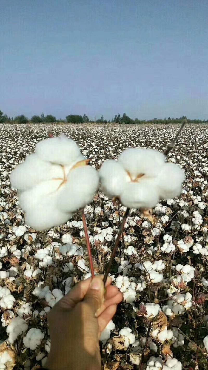新疆长绒棉花，成品皮棉，阿克苏农一师兵团种植，棉被3斤起