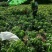 荔枝苗桂味荔枝苗无核荔枝苗6月红荔枝苗妃子笑荔枝带泥球发