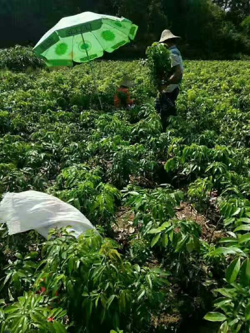 荔枝苗桂味荔枝苗无核荔枝苗6月红荔枝苗妃子笑荔枝带泥球发