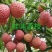 荔枝苗桂味荔枝苗无核荔枝苗6月红荔枝苗妃子笑荔枝带泥球发