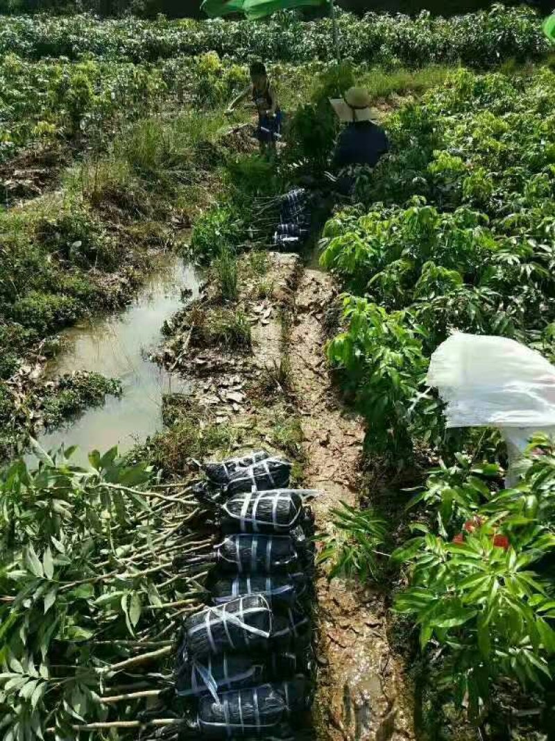 荔枝苗桂味荔枝苗无核荔枝苗6月红荔枝苗妃子笑荔枝带泥球发