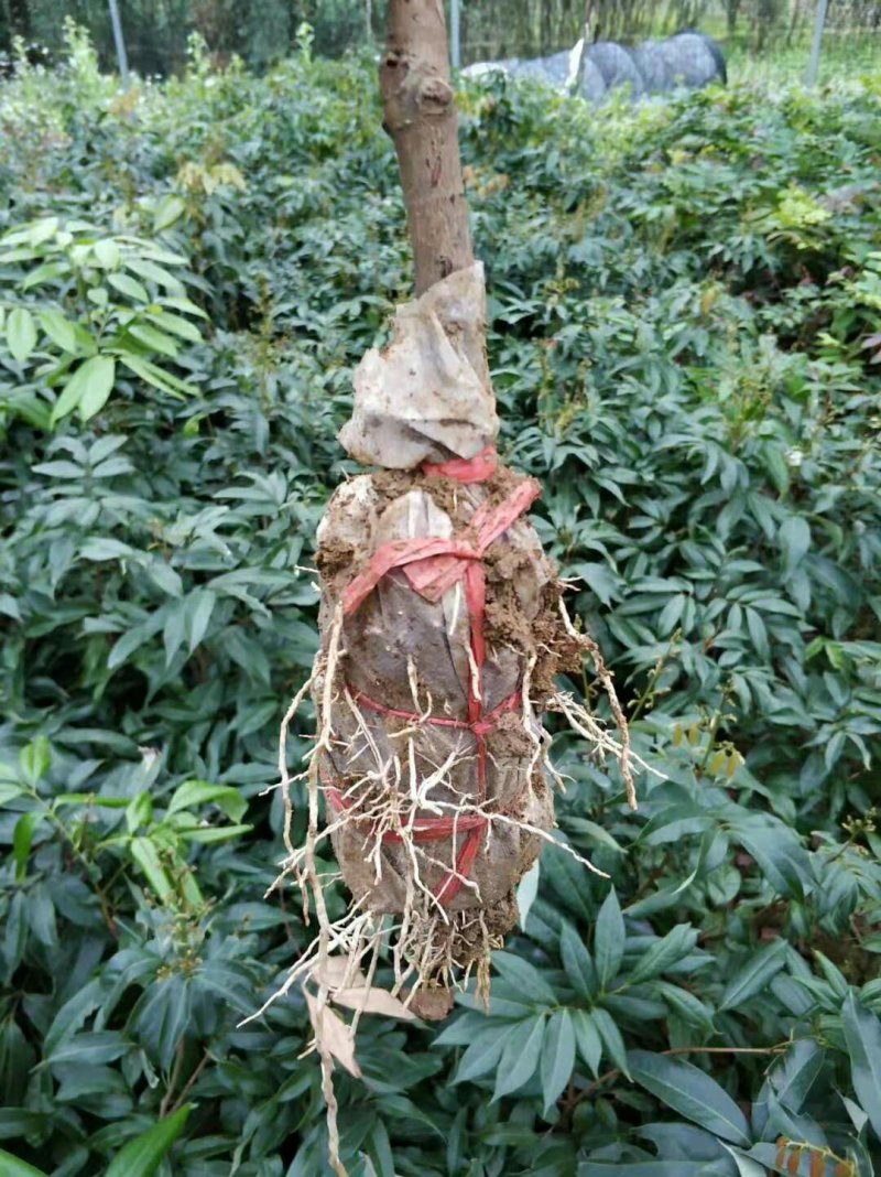 荔枝苗桂味荔枝苗无核荔枝苗6月红荔枝苗妃子笑荔枝带泥球发