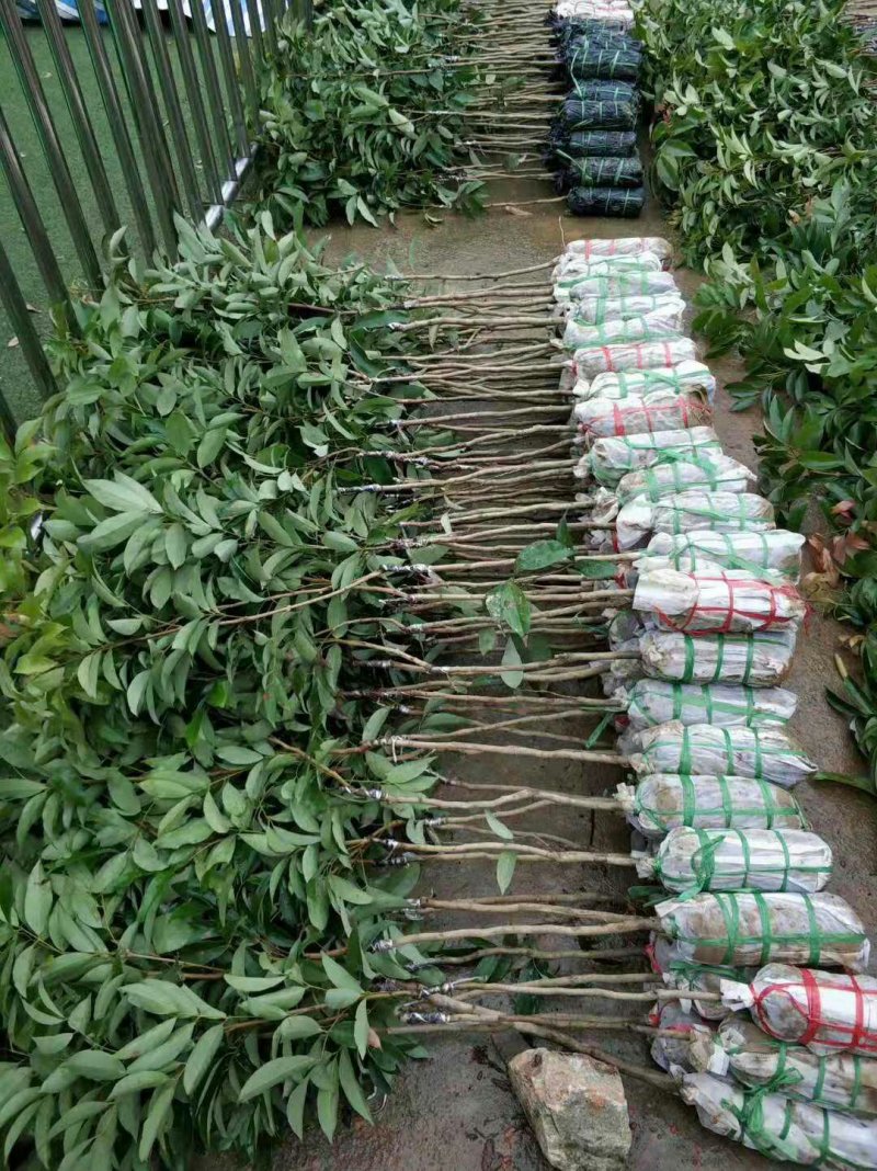 荔枝苗桂味荔枝苗无核荔枝苗6月红荔枝苗妃子笑荔枝带泥球发