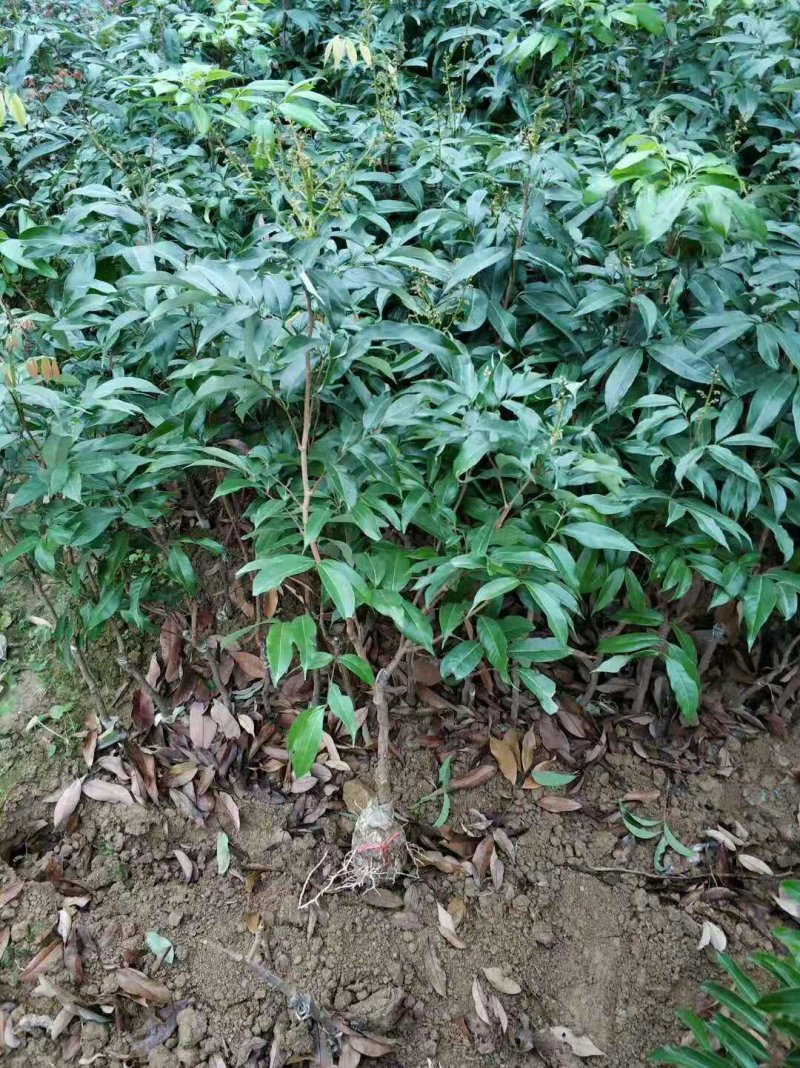 荔枝苗桂味荔枝苗无核荔枝苗6月红荔枝苗妃子笑荔枝带泥球发