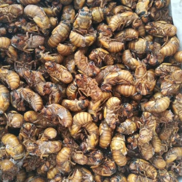 金蝉