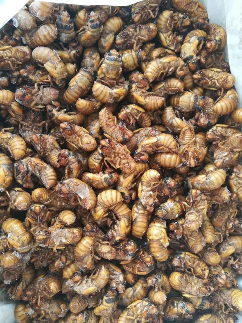 金蝉