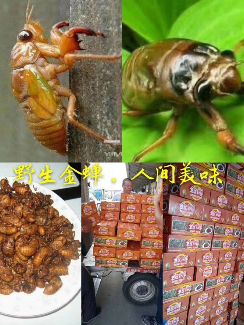 金蝉