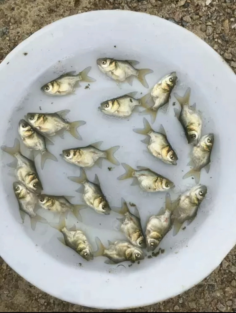 优质罗非苗，鲫鱼苗，黄骨鱼苗，黑鱼苗，鲶鱼苗