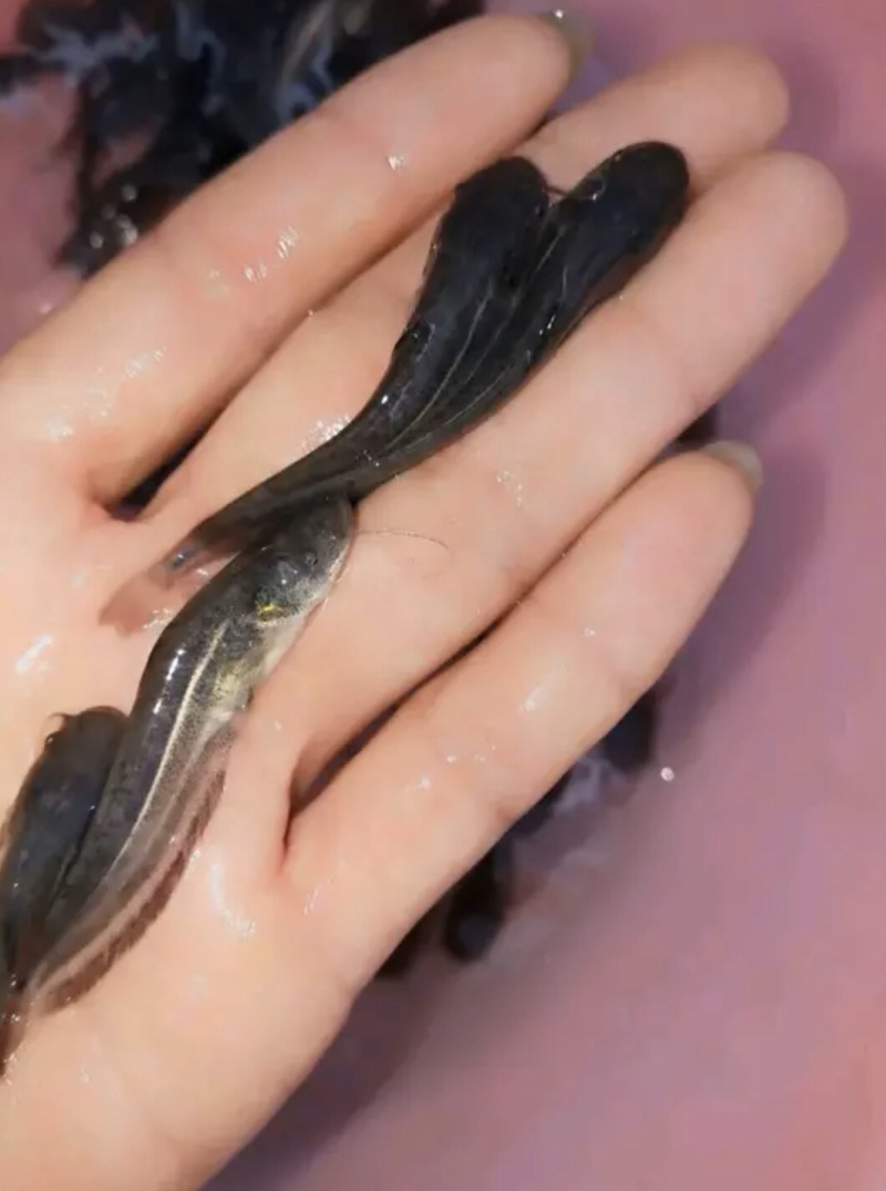 优质罗非苗，鲫鱼苗，黄骨鱼苗，黑鱼苗，鲶鱼苗