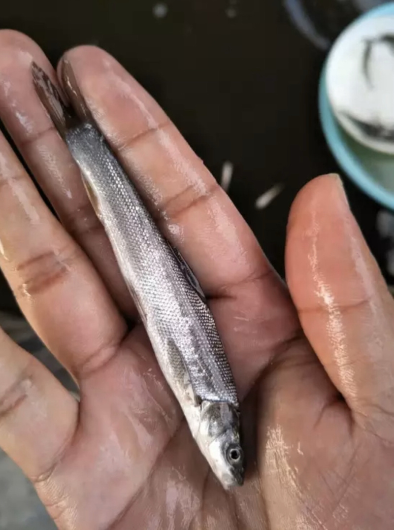 优质罗非苗，鲫鱼苗，黄骨鱼苗，黑鱼苗，鲶鱼苗