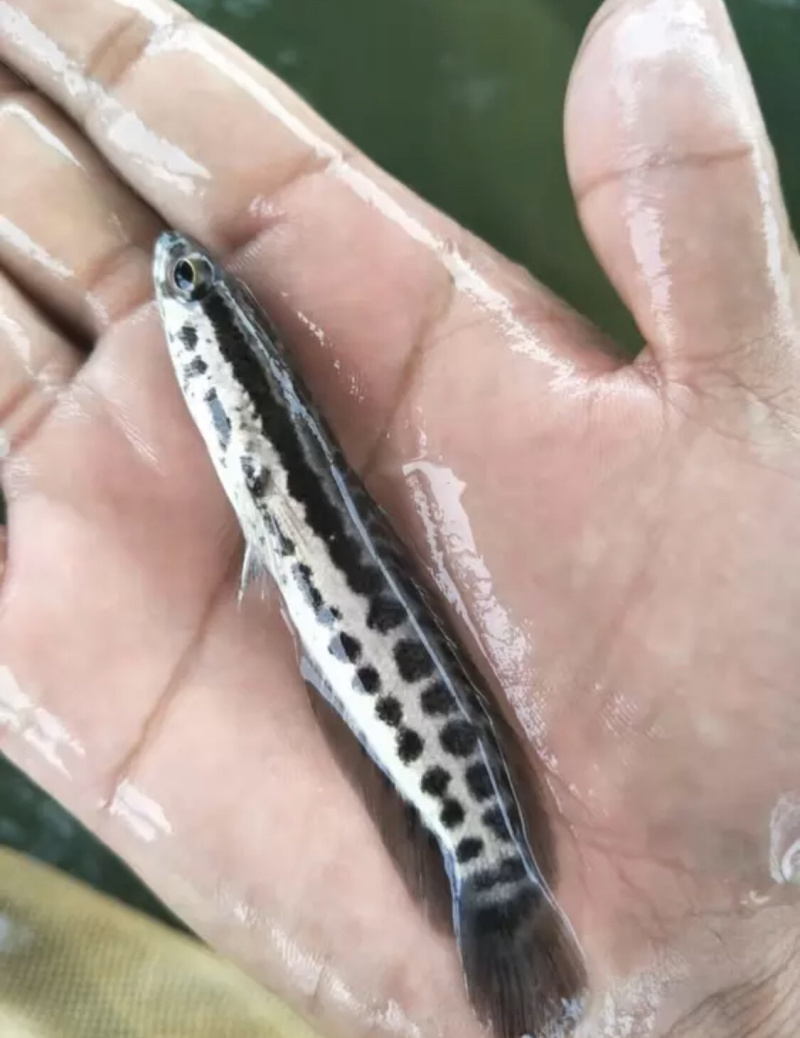 优质罗非苗，鲫鱼苗，黄骨鱼苗，黑鱼苗，鲶鱼苗