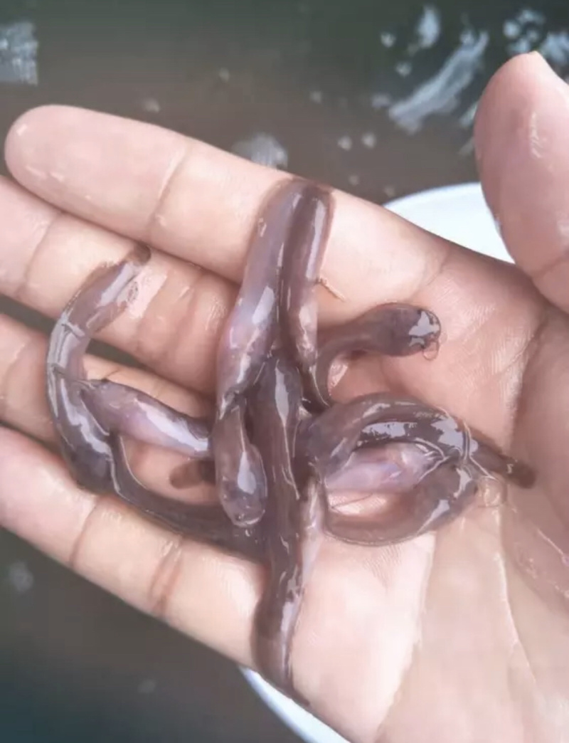 优质罗非苗，鲫鱼苗，黄骨鱼苗，黑鱼苗，鲶鱼苗