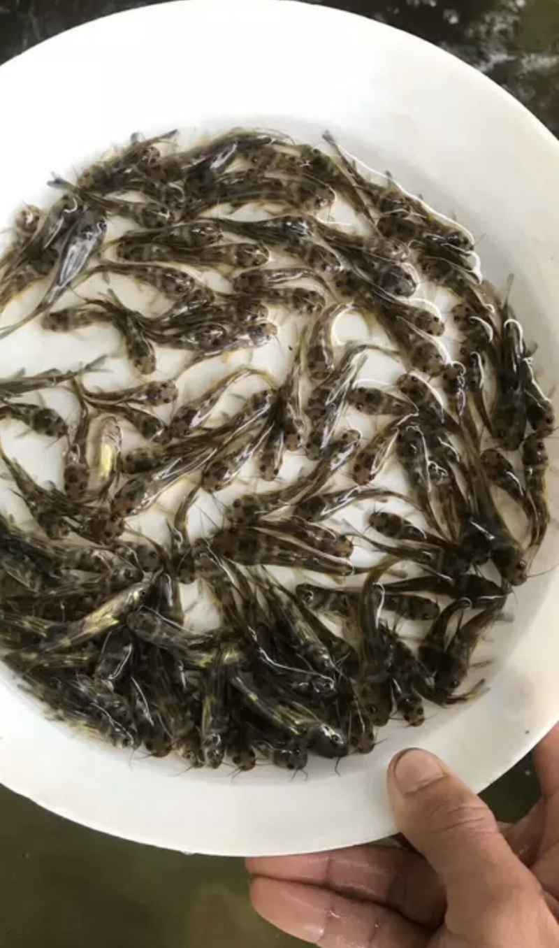 优质罗非苗，鲫鱼苗，黄骨鱼苗，黑鱼苗，鲶鱼苗