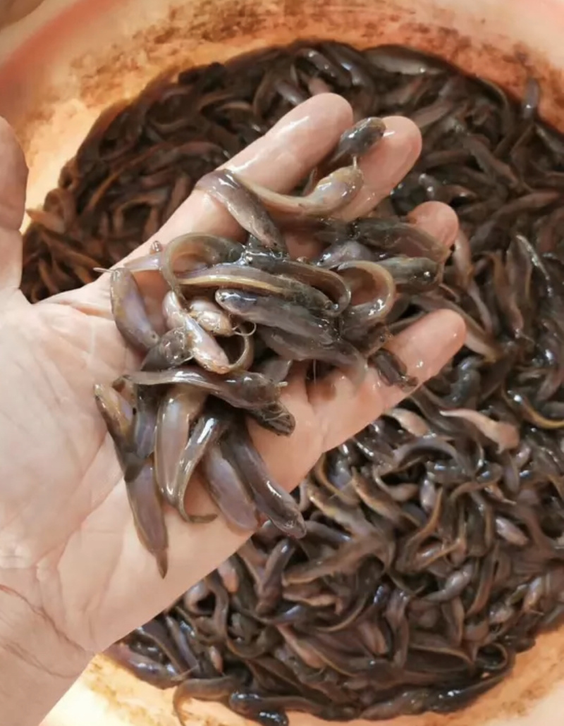 优质罗非苗，鲫鱼苗，黄骨鱼苗，黑鱼苗，鲶鱼苗