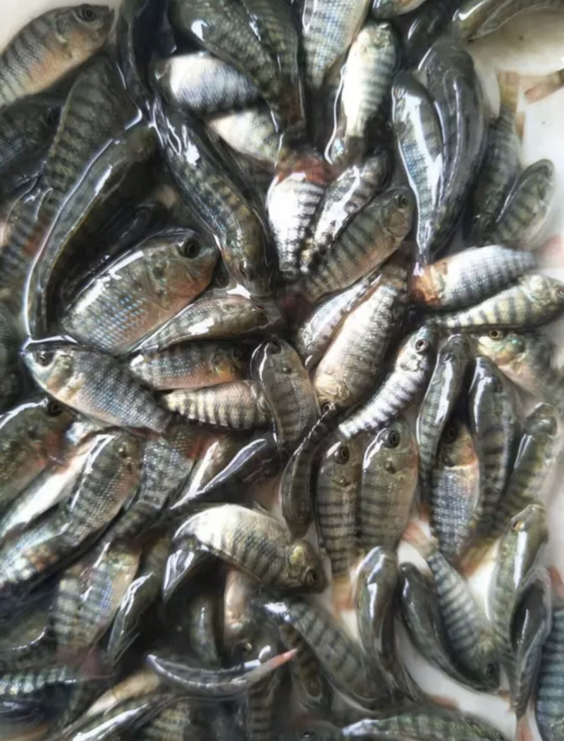 优质罗非苗，鲫鱼苗，黄骨鱼苗，黑鱼苗，鲶鱼苗