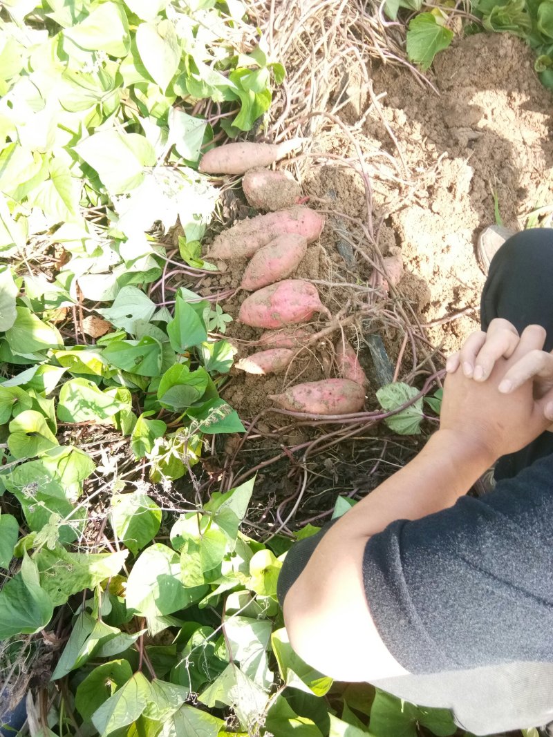 红薯