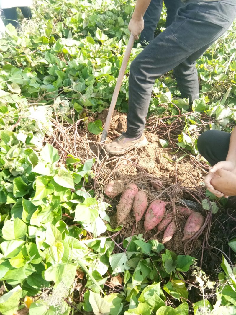 红薯